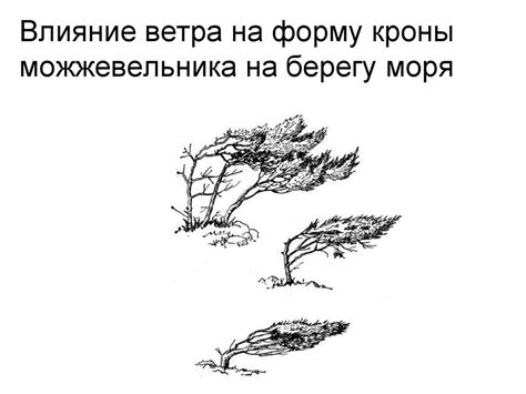 Влияние прищипывания на форму кроны и общую эстетику растения