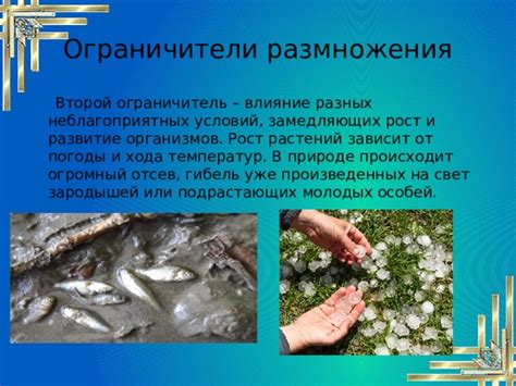 Влияние процесса разделения на развитие и выживаемость молодых особей