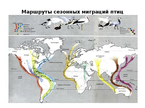 Влияние сезонных миграций на размножение птиц