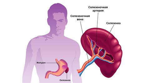 Влияние селезенки на образование и разрушение крови