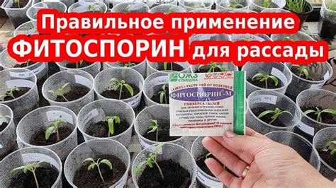 Влияние смешивания фитоспорина и бордосской жидкости на результаты обработки растений