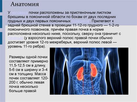 Влияние соленой скумбрии на функцию почек у грудных младенцев