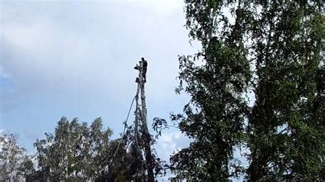 Влияние удаления верхушки на устойчивость березы