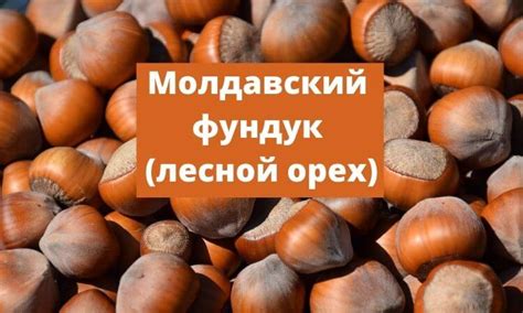 Влияние человеческой деятельности на размещение ореха фундука в регионе