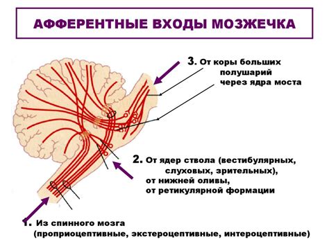 Влияние черной субстанции на двигательные функции и координацию движений