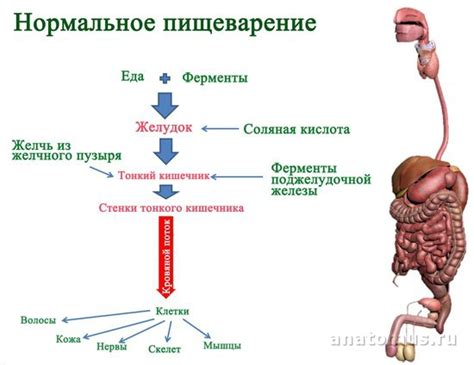 Влияние энзимов на процесс пищеварения мучных продуктов в вечернее время