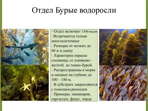 Водоросли: разнообразие стратегий выживания и приспособлений
