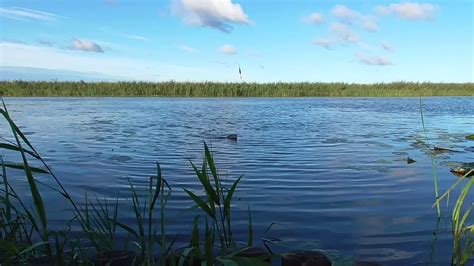 Водохранилище Гомельское: оазис для рыболовов всех предпочтений
