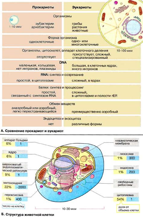 Воздействие мутаций в генах, контролирующих центральные структуры клетки, на ее функционирование