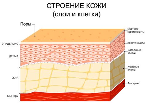 Воздействие на глубокие слои кожи