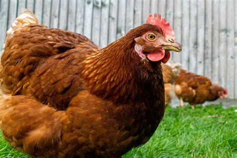 Воздействие скорлупы на физическое благополучие кур