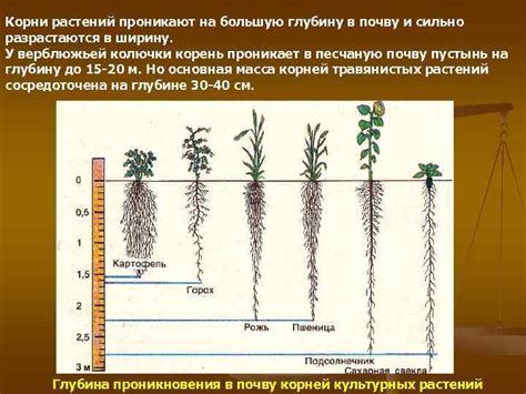 Воздействие сфагнума на почву и корни растений