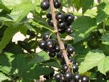 Возможные проблемы при выращивании красной смородины в тени
