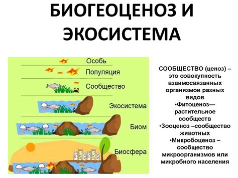 Волжское озеро: популяция животных и экосистема