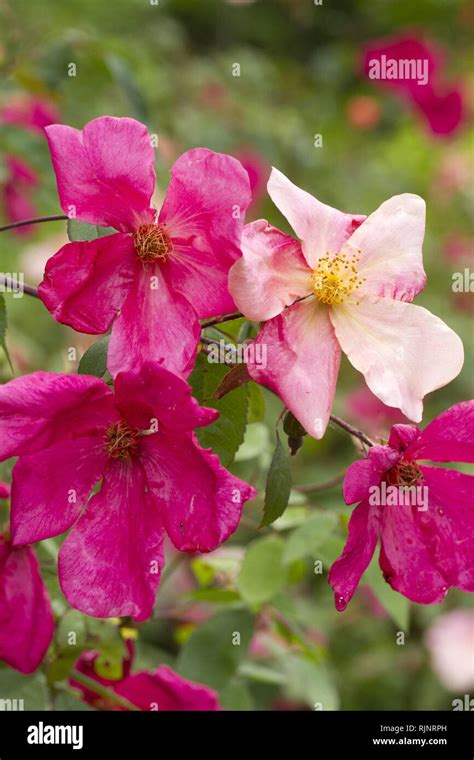 Вред, причиняемый насекомыми розой вида Rosa chinensis