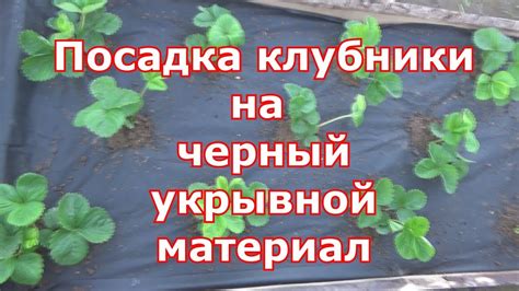 Второй вариант для покрытия клубники в зимний период: кора дерева