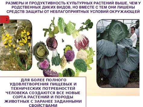 Выбор наиболее подходящего способа защиты растений от неблагоприятных условий