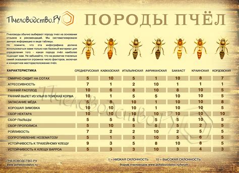Выбор подходящих пород пчел для содержания в садовом сообществе