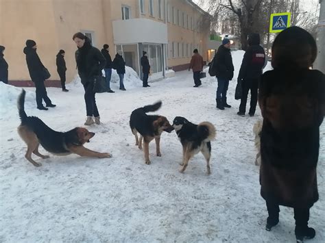 В зверином царстве: сны о стае собак