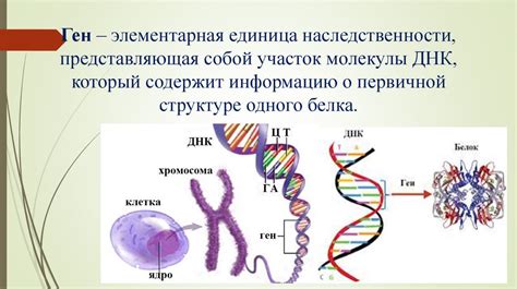 Генетические источники: роль ДНК в изучении антропогенеза
