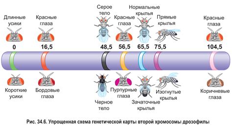 Генетические причины низкой наследственности коэффициента ритиса у представителей собачьего племени
