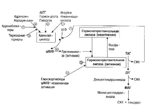 Генетические факторы, способствующие нарушению обмена липидов у собак