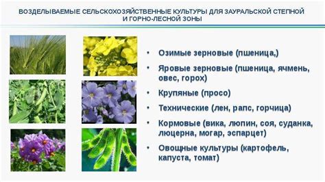 География распространения бананов и факторы, влияющие на урожайность