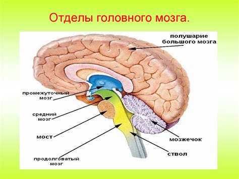 Головной мозг: операционный центр для регулирования обмена жира