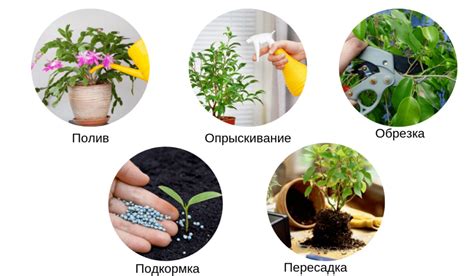 Дальнейший уход за молодыми цветами