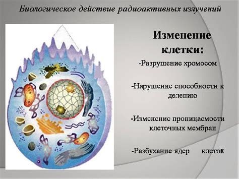 Действие радоновых процедур на организм: механизмы и эффекты