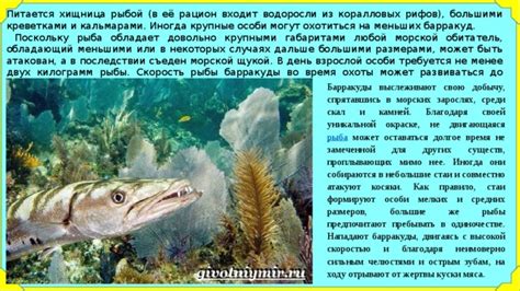 Добыча наживки из рыбы и других морских существ