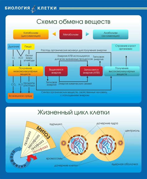 Доли веществ в организме и их важность
