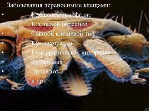Естественные биотопы, населяемые клещами, вызывающими энцефалит
