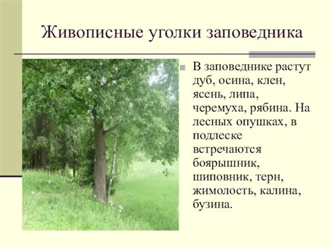 Живописные уголки, где процветает гордый ясень