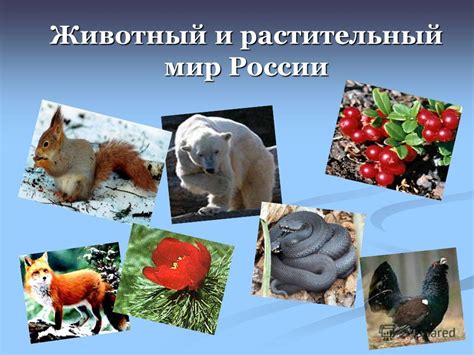 Животный мир российских пустын и его адаптации