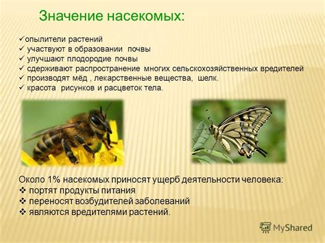 Жизнь насекомых в движении: миграционные стаи