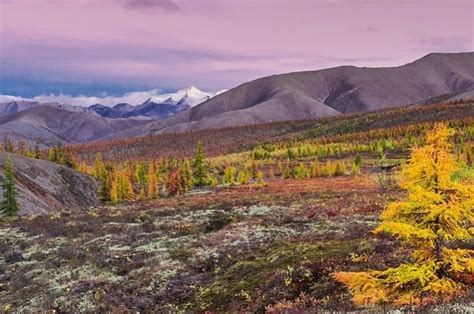 Жизнь песца в глубинах тайги и необъятной тундре