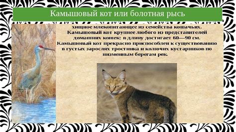 Зависимость камышового кота от растительности и влажности среды