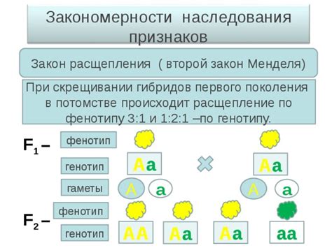 Закономерности Менделя в исследовании наследования свойств