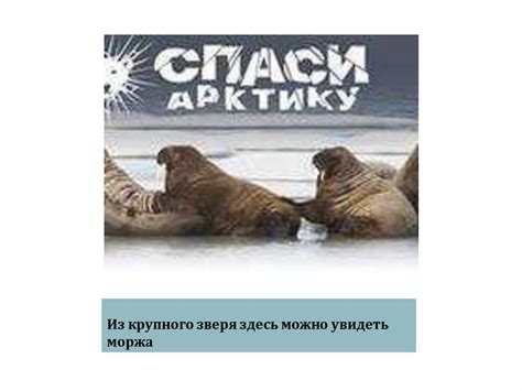 Заповедник "Русская Арктика": уникальная охраняемая территория и богатые природные особенности
