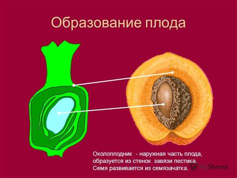 Зачем образуется отстой в эссенции из семян несоленого освобождения: