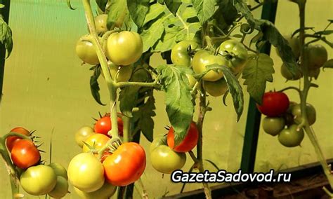 Зачем подкармливать томаты на подоконнике