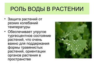 Защита от колебаний температуры и врагов природы