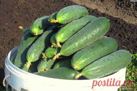 Здоровье и красота: польза огурцов кураж