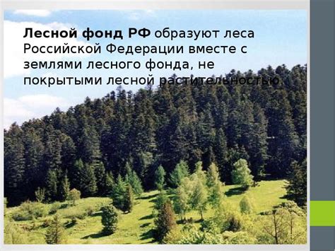 Земля лесного фонда: понятие и классификация