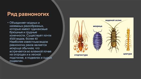 Знакомство с вредителем