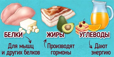 Значение жизненно необходимых липидов для здоровья организма