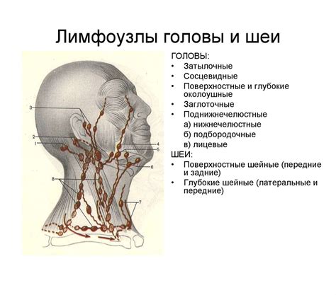Значение знания местоположения узлов лимфатической системы в области лица