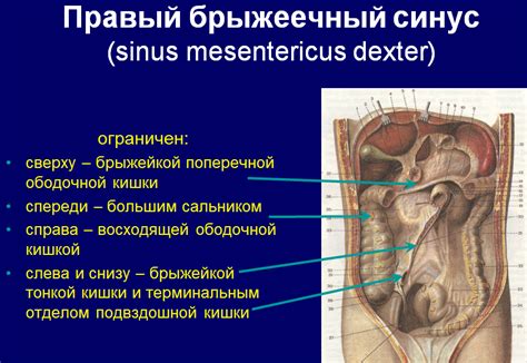 Значение и влияние изъятия верхнего дужного связки: факторы и последствия