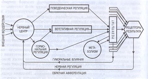 Значение и роль функциональных систем организма